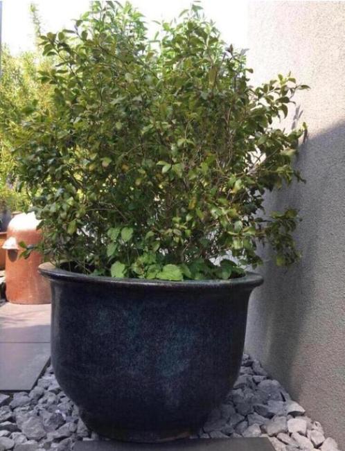 Grote zwart blauw geglazuurde bloempotten 60 en 90cm, Tuin en Terras, Bloempotten, Zo goed als nieuw, Terracotta, Binnen, Balkon