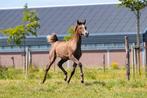 Arabisch Volbloed merrieveulen #arabier, Dieren en Toebehoren, Paarden, Merrie, Minder dan 160 cm, Niet van toepassing, 0 tot 2 jaar