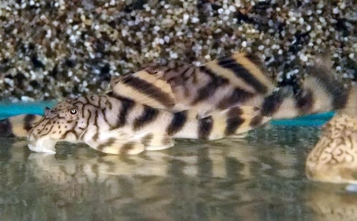 L-Nummers: L135 Peckoltia braueri, Dieren en Toebehoren, Vissen | Aquariumvissen, Zoetwatervis, Vis