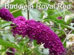 Buddleja Royal Red - jonge planten vlinderstruik, Tuin en Terras, Planten | Struiken en Hagen, Struik, Vlinderstruik, Ophalen