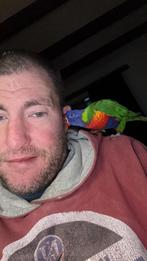 Lorie man, Mannelijk, Papegaai, Tam