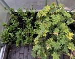 Herfstaster & Rotsooievaarsbek, Tuin en Terras, Planten | Tuinplanten, Ophalen, Overige soorten, Halfschaduw