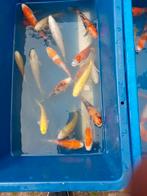 Gewoon uitzoeken, mooie kleurrijke koi., Dieren en Toebehoren, Karper of Koi