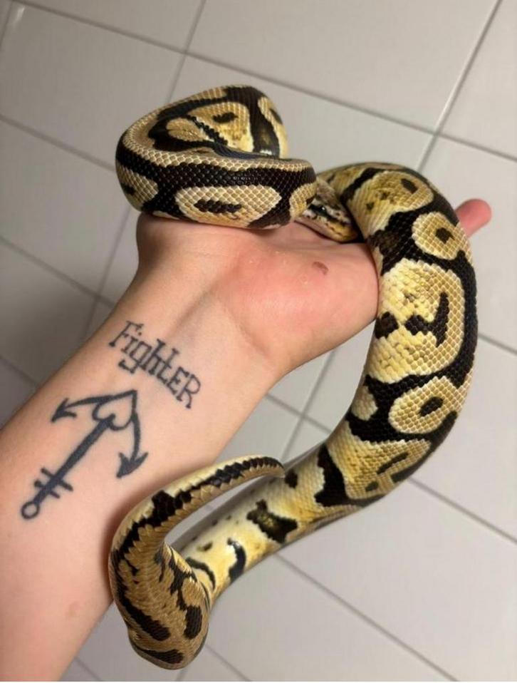 Pastel spotnose het clown 0.1