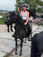 Bomproof menpony A welsh Jack !!, Dieren en Toebehoren, Minder dan 160 cm, B, Gechipt, Ruin