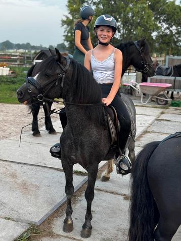 Bomproof menpony A welsh Jack !! beschikbaar voor biedingen