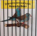 Koppel blauwkop blauwfazantjes, Dieren en Toebehoren, Vogels | Overige Vogels, Meerdere dieren, Geringd