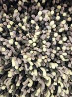 Brinker vloerkleden Sale, Huis en Inrichting, Stoffering | Tapijten en Kleden, Ophalen, Overige kleuren, 200 cm of meer, Rechthoekig