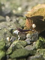 !! ACTIE!! Sulawesi garnaal | dennerli kardinaal, Kreeft, Krab of Garnaal, Zoetwatervis, Schoolvis