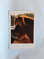 kaart paard veulen dier, Ophalen, 1980 tot heden, Ongelopen, Paard