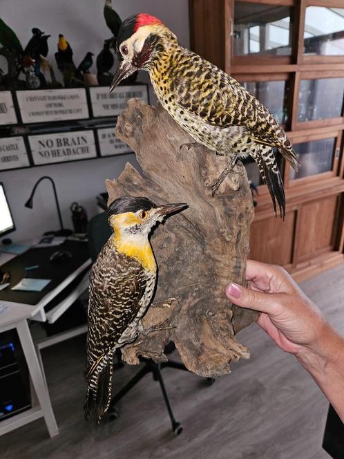 2 Hele aparte opgezette tropische spechten, Verzamelen, Dierenverzamelingen, Nieuw, Opgezet dier, Vogel, Ophalen of Verzenden