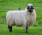 Kruising racka x walliser schwarznase ooi, Dieren en Toebehoren, Schapen, Geiten en Varkens, Schaap, Vrouwelijk