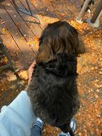 Huiskamer nest Cockapoo pups 2 reutjes bechikbaar, Poedel, Rabiës (hondsdolheid), Reu, 8 tot 15 weken