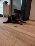 Duitse herder pups, Dieren en Toebehoren, Parvo, 8 tot 15 weken, Meerdere, Meerdere dieren