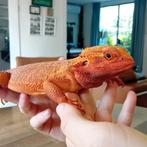 Baardagame red hypo citrus man, Hagedis, Tam, 3 tot 6 jaar