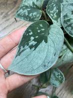 Scindapsus silvery ann, Ophalen of Verzenden, Halfschaduw, Minder dan 100 cm