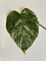 Monstera variegata stek met wortel (1), Huis en Inrichting, Kamerplanten, Overige soorten, Minder dan 100 cm, Ophalen of Verzenden