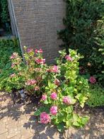 Gratis 2 Hortentia struiken!, Volle zon, Ophalen of Verzenden, 100 tot 250 cm, Zomer