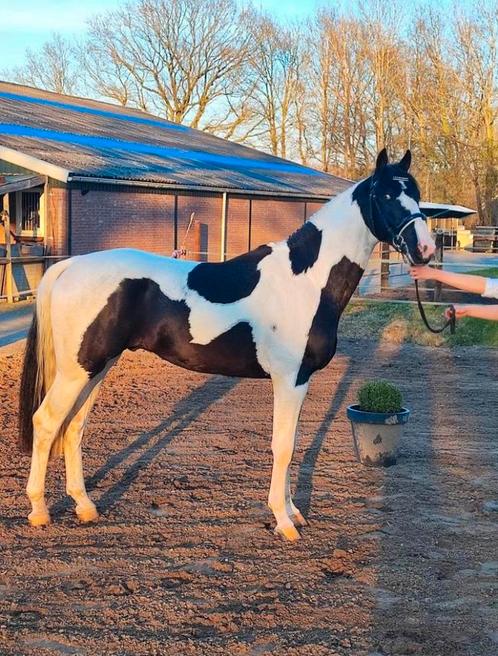 Ter dekking Oliver !, Dieren en Toebehoren, Paarden en Pony's | Dekhengsten en Fokmerries, Hengst