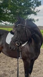 Mooie 4-jarige spring merrie en 3-jarige dressuur ruin, Meerdere dieren, Recreatiepaard, Gechipt
