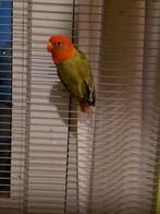 Argaponis, Dieren en Toebehoren, Vogels | Parkieten en Papegaaien, Vrouwelijk, Parkiet