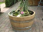Bloembak half wijnvat whiskyvat palmboom vijgenboom hout, Tuin, Gerard Krale, Rond, Nieuw