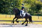 Zz-licht amazone heeft ruimte voor trainingspaard(en), Dieren en Toebehoren, Stalling en Weidegang, 2 of 3 paarden of pony's
