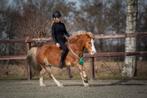 Paarden trainen / beleren / doorrijden, Weidegang