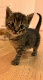 Lieve kittens, Dieren en Toebehoren, Katten en Kittens | Overige Katten, Meerdere dieren