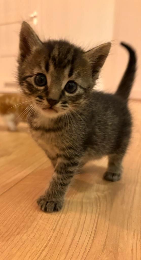 Lieve kittens, Dieren en Toebehoren, Katten en Kittens | Overige Katten, Meerdere dieren