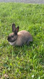 Newey, I'll give it away for free, Dieren en Toebehoren, Konijnen, Dwerg