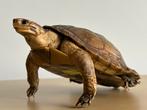 Taxidermie opgezette land schildpad 1981 reptiel ZELDZAAM, Verzenden, Zo goed als nieuw, Vogel, Opgezet dier