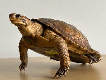 Taxidermie opgezette land schildpad 1981 reptiel ZELDZAAM beschikbaar voor biedingen