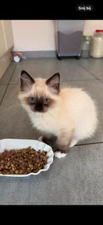 Ragdoll, Dieren en Toebehoren, Katten en Kittens | Raskatten | Langhaar, Meerdere dieren, Ontwormd, 0 tot 2 jaar