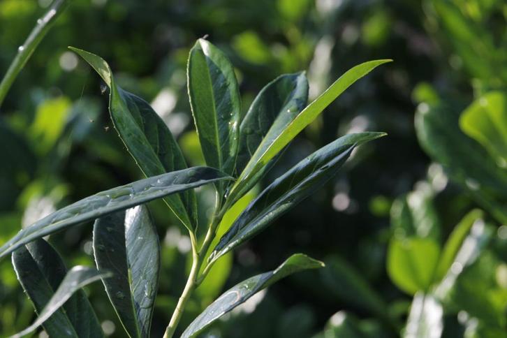 Diverse soorten Laurier, Tuin en Terras, Planten | Bomen, Overige soorten, 100 tot 250 cm, Halfschaduw, Bloeit niet, Ophalen