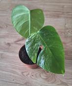 Monstera deliciosa variegata, Ophalen of Verzenden, Overige soorten, Minder dan 100 cm
