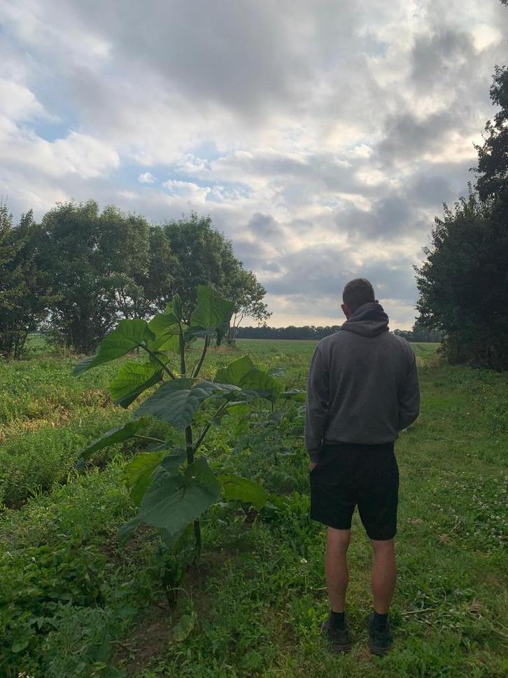 Pauwlonia Anna Paulowna boom, Tuin en Terras, Planten | Bomen, Overige soorten, 400 cm of meer, Volle zon, Lente, Ophalen