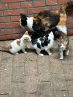 Drie jonge katjes!, Dieren en Toebehoren, Katten en Kittens | Overige Katten, Meerdere dieren, Kortharig, 0 tot 2 jaar