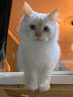 Kittens witte langhaar, Dieren en Toebehoren, Katten en Kittens | Raskatten | Langhaar, Meerdere dieren, Gechipt, 0 tot 2 jaar