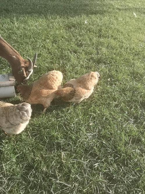 Wyandotte kriel buff columbia kippen, Dieren en Toebehoren, Pluimvee, Kip, Meerdere dieren