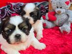 Prachtige Shih Tzu pups, Rabiës (hondsdolheid), Overige rassen, 8 tot 15 weken, Meerdere