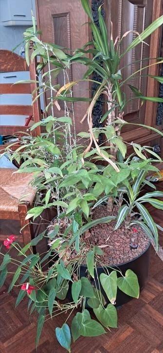 huiskamerplant, hydrocultuur in pot op wielen beschikbaar voor biedingen