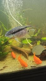 1xvlagcichlide 15cm zuid amerika te koop, Dieren en Toebehoren, Vissen | Aquariumvissen, Vis, Zoetwatervis