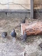Bergkuif kwartels, Dieren en Toebehoren, Pluimvee, Meerdere dieren, Overige soorten