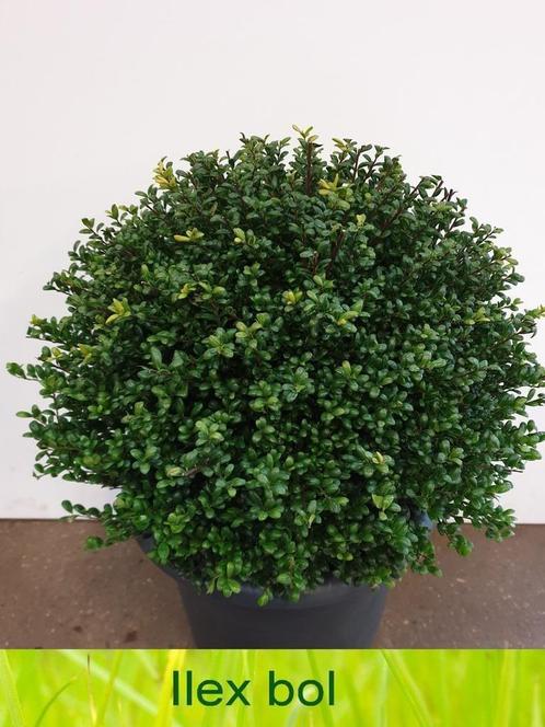 Ilex bollen 20 tot 110 cm! Buxus bollen vervanger!, Tuin en Terras, Planten | Struiken en Hagen, Struik, Hulst, Minder dan 100 cm