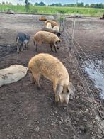 Hongaarse Wolvarkens, Mangalitza, Dieren en Toebehoren, Schapen, Geiten en Varkens, Meerdere dieren, Varken