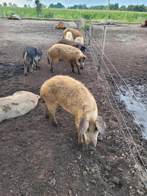 Hongaarse Wolvarkens, Mangalitza, Dieren en Toebehoren, Schapen, Geiten en Varkens, Varken, Meerdere dieren