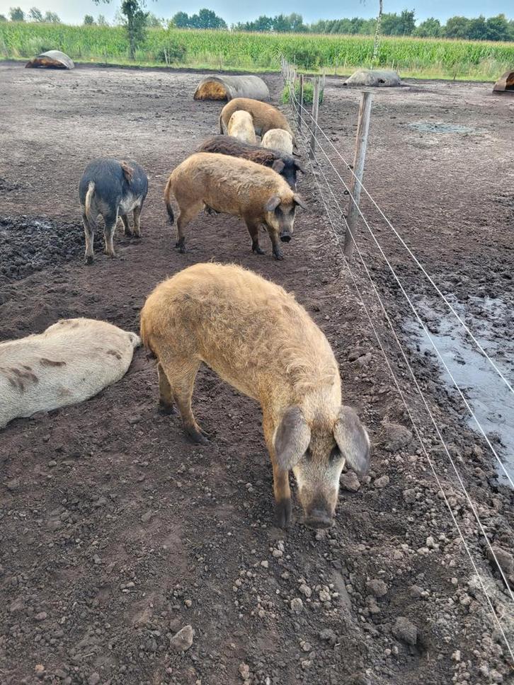 Hongaarse Wolvarkens, Mangalitza, Dieren en Toebehoren, Schapen, Geiten en Varkens, Varken, Meerdere dieren