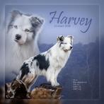 Ter Dekking - Dekreu Australian Shepherd Harvey, Dieren en Toebehoren, Rabiës (hondsdolheid), Particulier, 6 jaar of ouder, Reu