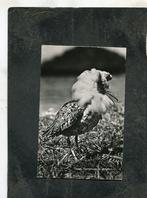 Ansicht Texel - Kemphaan in strijdtooi, Verzenden, 1940 tot 1960, Gelopen, Waddeneilanden